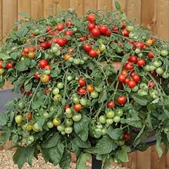 Cherry tomato red for sale  Delivered anywhere in UK