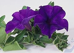 Surfinia trailing petunia for sale  Delivered anywhere in UK