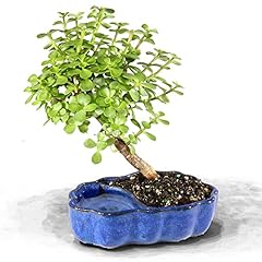 Brussel bonsai live for sale  Delivered anywhere in USA 