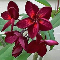 Dark red plumeria for sale  Delivered anywhere in USA 