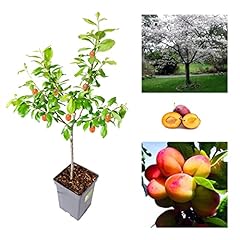 Plum tree sweet for sale  Delivered anywhere in Ireland
