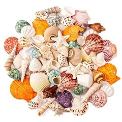 Wedosoy sea shell for sale  Delivered anywhere in USA 