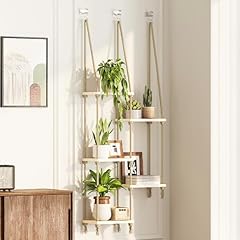 Bamworld window plant for sale  Delivered anywhere in USA 