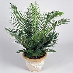 Blechnum silver lady gebraucht kaufen  Wird an jeden Ort in Deutschland