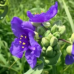 1000 perennial tradescantia for sale  Delivered anywhere in USA 