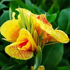 10pcs canna lily for sale  Delivered anywhere in USA 