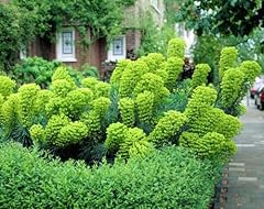 Euphorbia characias mediterran for sale  Delivered anywhere in Ireland