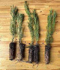 Live giant sequoia for sale  Delivered anywhere in USA 