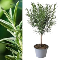 Carbeth plants rosemary for sale  Delivered anywhere in UK