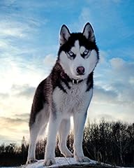 Liphontcta siberian husky for sale  Delivered anywhere in USA 