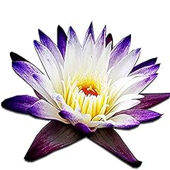 Tropical water lily for sale  Delivered anywhere in USA 