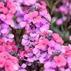 Wallflower purple bicolour for sale  Delivered anywhere in UK