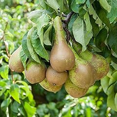 Yougarden pear little for sale  Delivered anywhere in UK