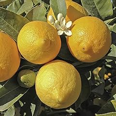 Garden lemon tree for sale  Delivered anywhere in Ireland