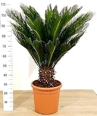 Powers flowers cycas usato  Spedito ovunque in Italia 