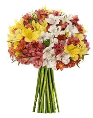 Eflowerwholesale premium alstr for sale  Delivered anywhere in USA 