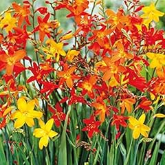 Lot bulbes crocosmia d'occasion  Livré partout en France