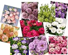 900 stück eustoma gebraucht kaufen  Wird an jeden Ort in Deutschland