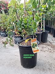 Mexican lime tree for sale  Delivered anywhere in USA 