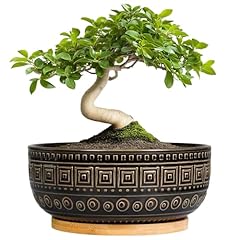 Epgardening bonsai planter for sale  Delivered anywhere in USA 