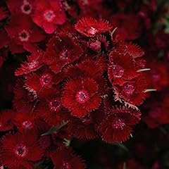 Dianthus garden plant for sale  Delivered anywhere in UK