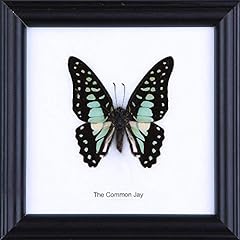 Common jay butterfly for sale  Delivered anywhere in USA 