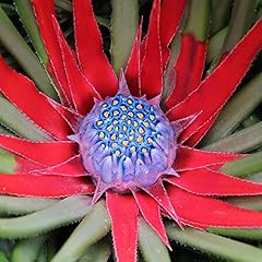 Yougarden hardy bromeliad for sale  Delivered anywhere in Ireland