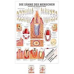 Rüdiger gesunde zähne gebraucht kaufen  Wird an jeden Ort in Deutschland