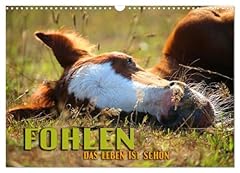 Fohlen leben schön gebraucht kaufen  Wird an jeden Ort in Deutschland