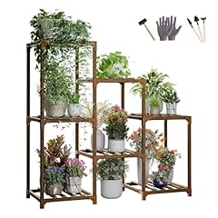 Cherie bear plant for sale  Delivered anywhere in UK