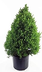 Picea glauca conica for sale  Delivered anywhere in USA 