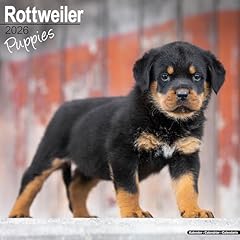 Rottweiler puppies 2026 for sale  Delivered anywhere in UK
