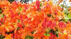 Orange azalea flower for sale  Delivered anywhere in USA 