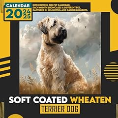 Soft coated wheaten for sale  Delivered anywhere in UK