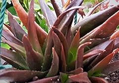 Black gem aloe for sale  Delivered anywhere in UK