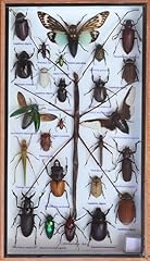 Real display insect for sale  Delivered anywhere in USA 
