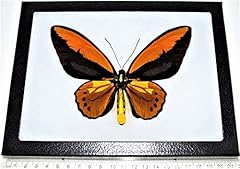 Bicbugs ornithoptera croesus for sale  Delivered anywhere in USA 
