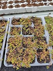 Babies tears soleirolia for sale  Delivered anywhere in UK