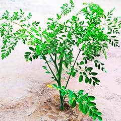 Pack moringa trees for sale  Delivered anywhere in USA 