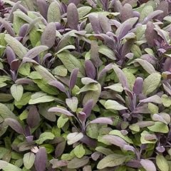 Herbs sage purple for sale  Delivered anywhere in UK