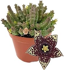 Fangblatt stapelia variegata gebraucht kaufen  Wird an jeden Ort in Deutschland