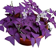 Oxalis triangularis bulbs for sale  Delivered anywhere in USA 
