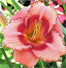 Strawberry candy blooming for sale  Delivered anywhere in USA 