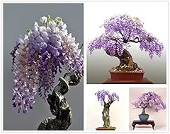 Chinese wisteria tree for sale  Delivered anywhere in USA 