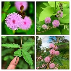 Semi mimosa pudica usato  Spedito ovunque in Italia 