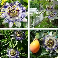 Semi passiflora coerulea usato  Spedito ovunque in Italia 