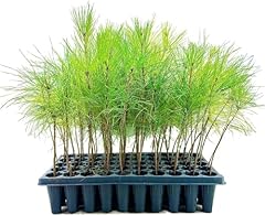 Slash pine tree for sale  Delivered anywhere in USA 