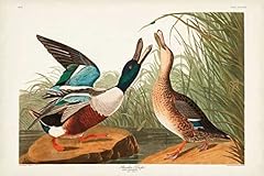 327 shoveller duck for sale  Delivered anywhere in USA 