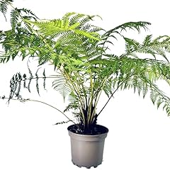 Dicksonia antartica fern for sale  Delivered anywhere in UK