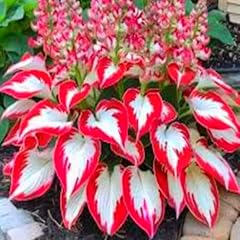 Bulbes hosta vivaces d'occasion  Livré partout en Belgiqu